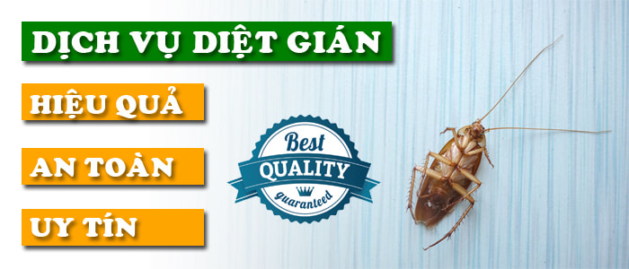 Dịch Vụ Diệt Gián Tận Gốc Tại TPHCM An Toàn Hiệu Quả 20 Dịch vụ diệt gián tận gốc 100% hết gián - Bảo hành 6 tháng