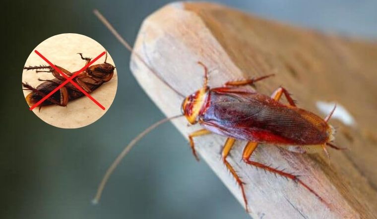 20 cách diệt gián, đuổi gián khỏi nhà đơn giản, cực hiệu quả