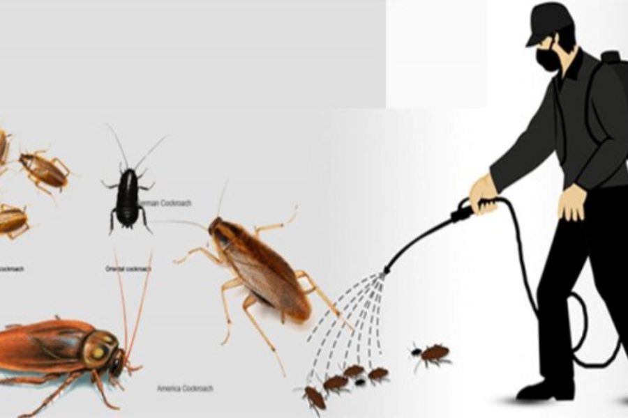 Dịch Vụ Diệt Gián Tận Gốc Tại TPHCM An Toàn Hiệu Quả 22 Báo giá dịch vụ diệt gián Hà Nội, diệt sạch 100%