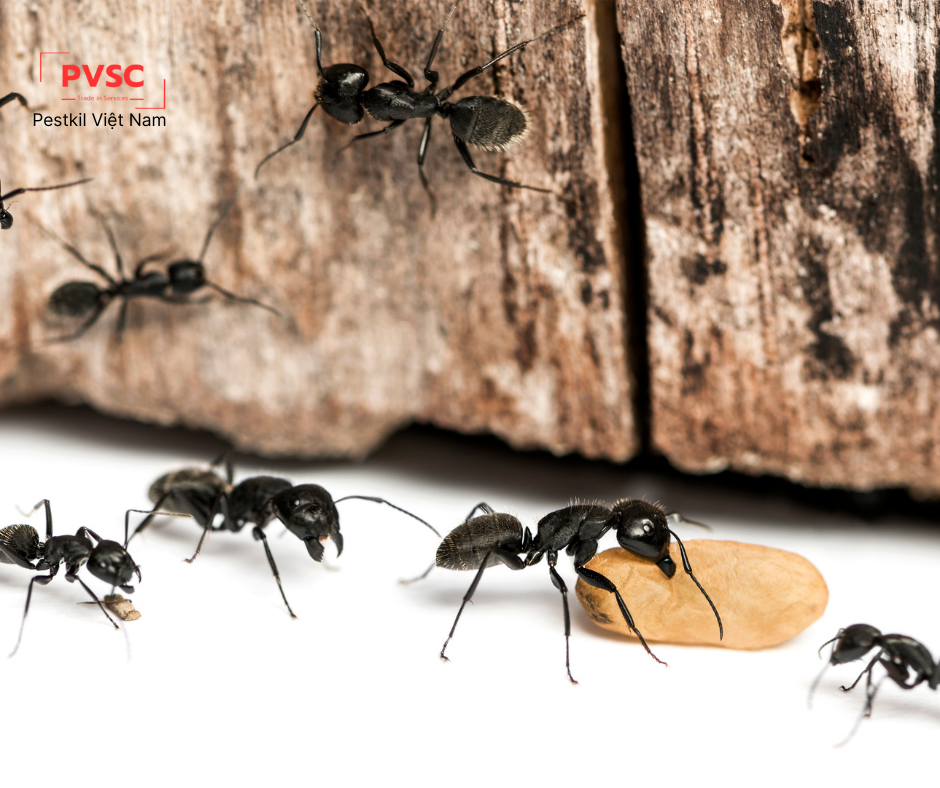 Dịch Vụ Diệt Kiến Tại TPHCM Tận Gốc Chuyên Nghiệp 25 Dấu hiệu nhận biết tổ kiến trong nhà và cách xử lý nhanh chóng - PESTKIL VIETNAM