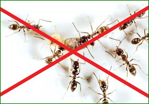 Dịch Vụ Diệt Kiến Tại TPHCM Tận Gốc Chuyên Nghiệp 34 HẢI LÂM - ĐƠN VỊ CHUYÊN CUNG CẤP DỊCH VỤ DIỆT KIẾN AN TOÀN, HIỆU QUẢ