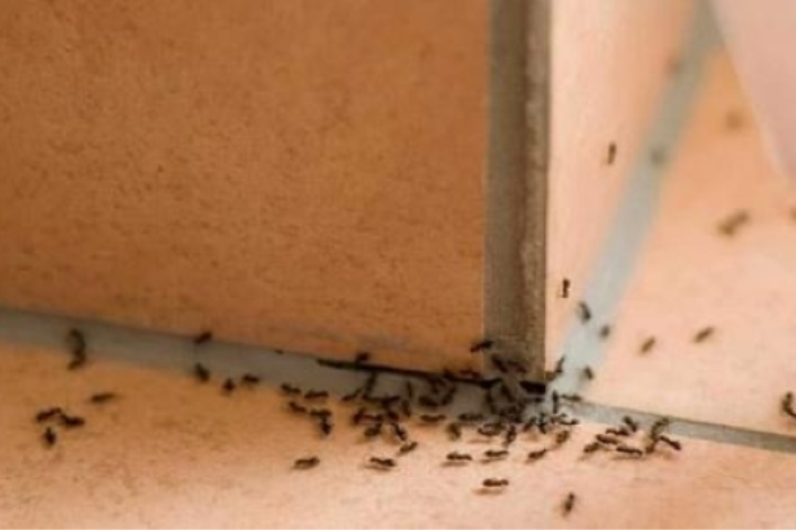 Dịch Vụ Diệt Kiến Tại TPHCM Tận Gốc Chuyên Nghiệp 30 Kiến bò hàng đàn vào nhà là điềm xấu hay tốt?