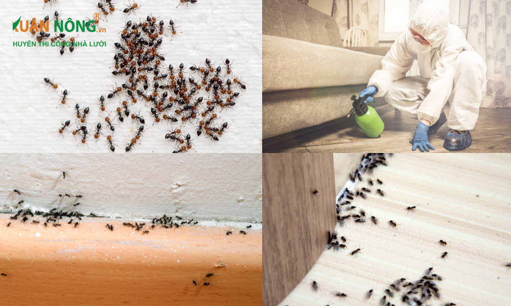 Dịch Vụ Diệt Kiến Tại TPHCM Tận Gốc Chuyên Nghiệp 18 Tại sao trong nhà lại thường có kiến