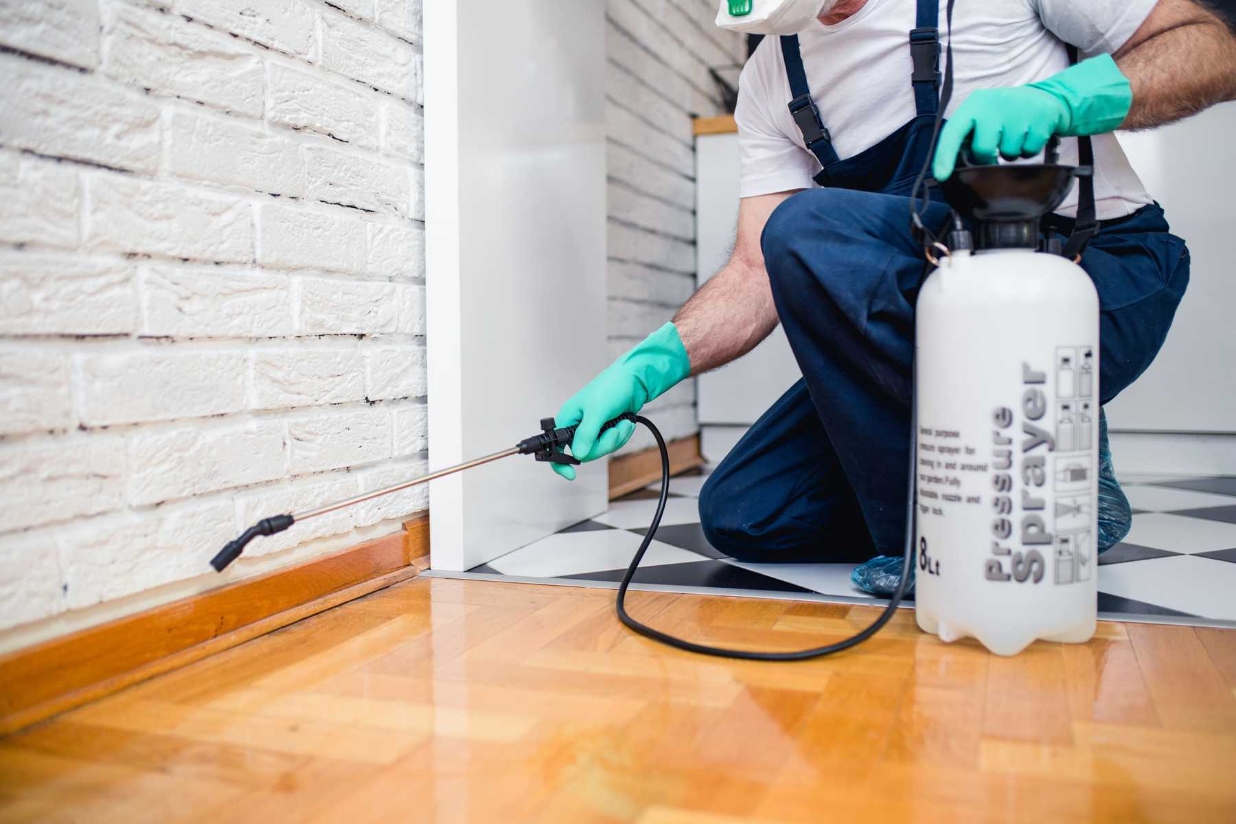 Dịch Vụ Diệt Mối Tận Gốc Tại TPHCM Uy Tín Chuyên Nghiệp 19 Công ty TNHH PEST CONTROL HẢI PHÒNG