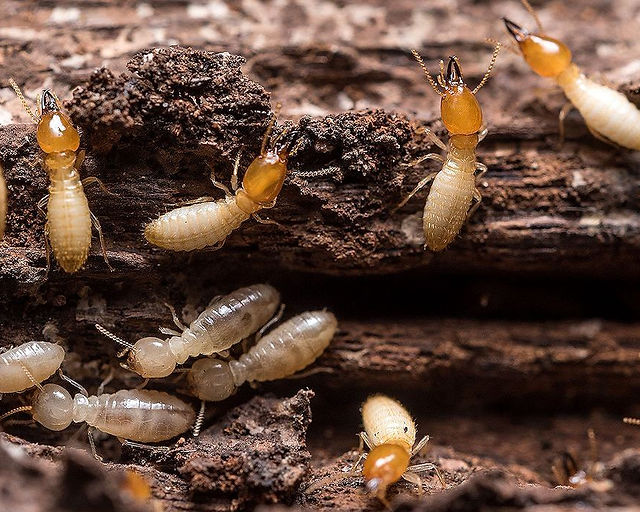 HƯỚNG DẪN DIỆT VÀ PHÒNG CHỐNG MỐI ĐẤT – Công Ty TNHH Diệt Mối và Khử Trùng  Hà Nội