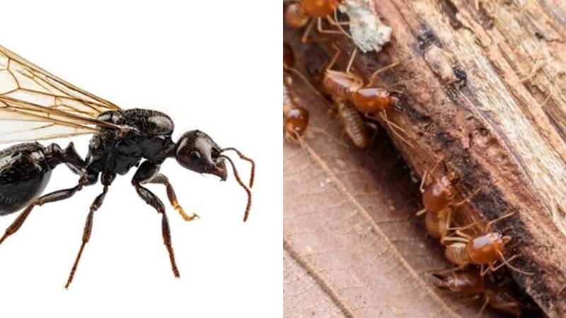 5 cách diệt gọn kiến cánh, mối cánh bay vào nhà