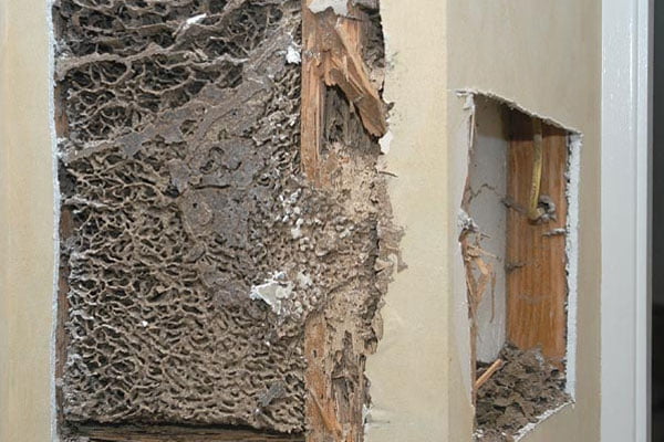 Dịch Vụ Diệt Mối Tận Gốc Tại TPHCM Uy Tín Chuyên Nghiệp 20 Tổ mối là gì? Mối làm tổ trong nhà là điềm lành hay giữ?