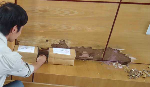 Nhận diện chiêu trò dịch vụ diệt mối tận gốc