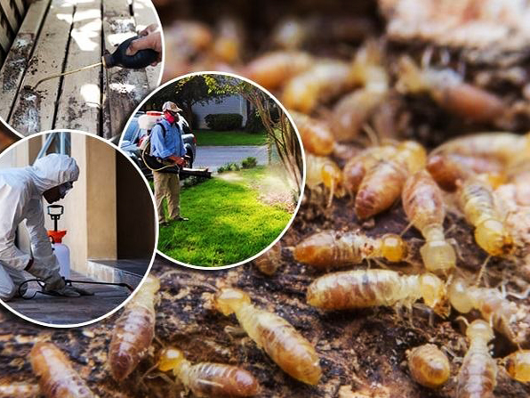 Dịch vụ diệt mối có giá cố định hay không?