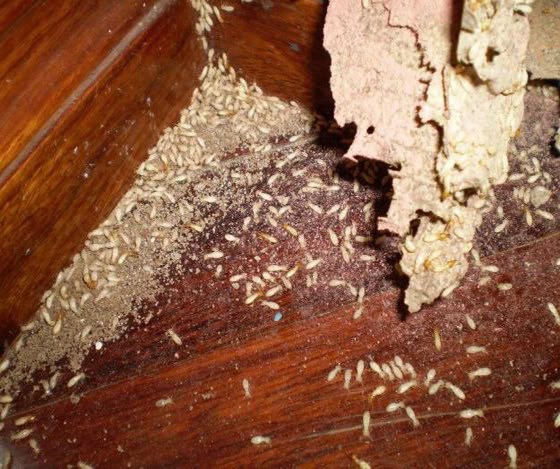 CÁCH DIỆT MỐI/MỌT TRONG NHÀ TẬN GỐC 100% - CÔNG TY KIỂM SOÁT CÔN TRÙNG CHÂU  Á