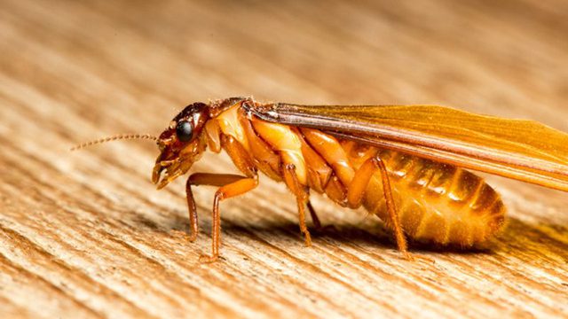 Mối cánh là gì? Những điều cần biết về mối cánh