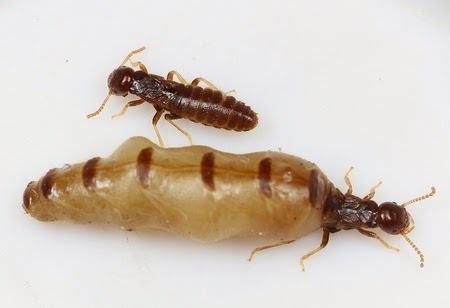 Đặc điểm sinh học và sinh sản của mối