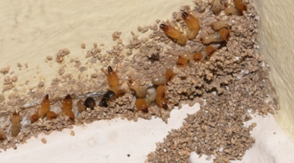 Cách tìm tổ mối trong nhà và diệt mối hiệu quả