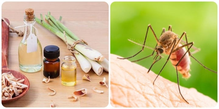 Dịch Vụ Diệt Muỗi Tại TPHCM An Toàn Nhanh Chóng Tận Gốc 31 Cách đuổi muỗi, dĩn trong nhà hiệu quả không cần dùng hóa chất - Báo Quảng Ninh điện tử