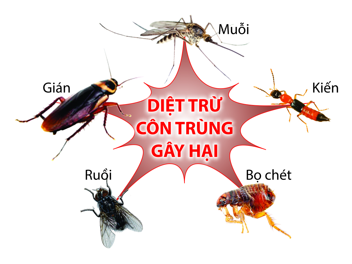Dịch Vụ Diệt Muỗi Tại TPHCM An Toàn Nhanh Chóng Tận Gốc 30 Dịch vụ diệt muỗi Đà Nẵng – Công Ty Diệt Mối Việt Nam Thăng Long