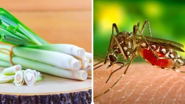 Dịch Vụ Diệt Muỗi Tại TPHCM An Toàn Nhanh Chóng Tận Gốc 29 5 mẹo đuổi muỗi trong nhà