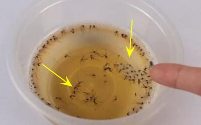 Dịch Vụ Diệt Muỗi Tại TPHCM An Toàn Nhanh Chóng Tận Gốc 19 Muỗi sợ nhất bát "nước" này, chỉ cần đặt một vài cái trong nhà, muỗi và