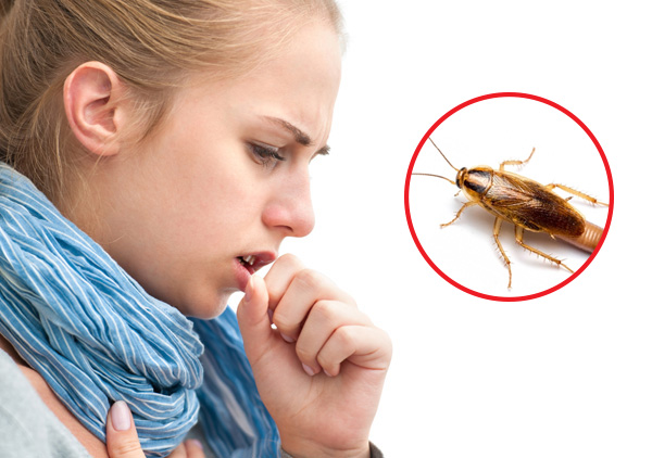Gián Ăn Gì Để Sống Thức Ăn Yêu Thích Và Cách Diệt Tận Gốc 10 GIÁN CÓ KHẢ NĂNG GÂY BỆNH HAY KHÔNG?