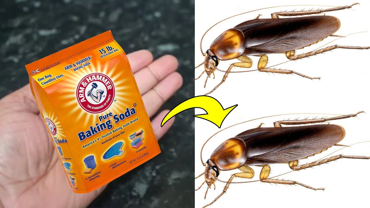 Gián Có Cắn Không Tác Hại Và Cách Xử Lý An Toàn Khi Bị Cắn 13 20 Cách Diệt Gián, Đuổi Gián Cực Hiệu Quả, Đơn Giản Tại Nhà | TIKI