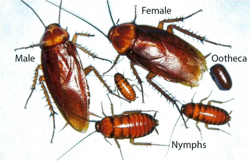 Gián Có Cắn Không Tác Hại Và Cách Xử Lý An Toàn Khi Bị Cắn 9 Giải Mã Mùi Gián: Nguyên Nhân, Tác Hại & Cách Khử Mùi Chuẩn Nhất - Công ty dịch vụ diệt côn trùng PestControl.vn