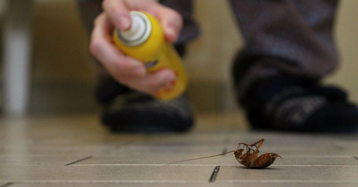 Gián Có Cắn Không Tác Hại Và Cách Xử Lý An Toàn Khi Bị Cắn 11 Cách diệt gián: 20 cách đuổi gián cực hiệu quả và an toàn