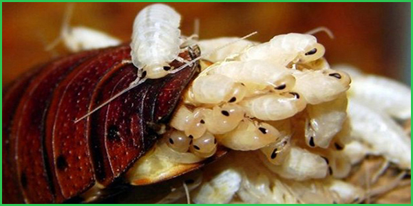 Gián Đẻ Trứng Hay Đẻ Con Giải Đáp Thắc Mắc Từ Chuyên Gia 9 Loài gián sinh sản như thế nào? Gián sống được bao lâu?