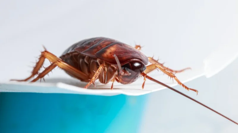 Gián Đẻ Trứng Hay Đẻ Con Giải Đáp Thắc Mắc Từ Chuyên Gia 12 4 cách đuổi gián trong phòng ngủ đơn giản nhất