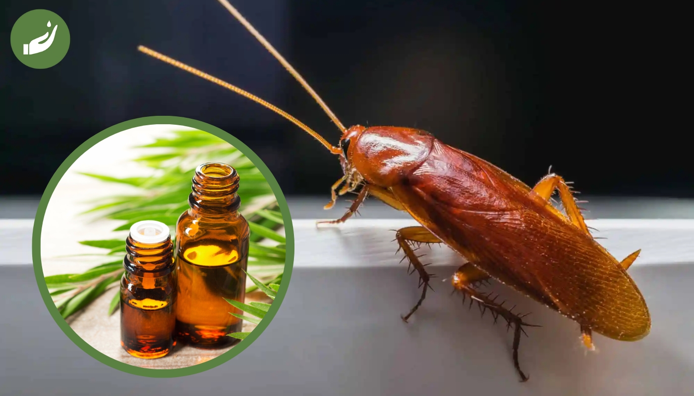 Gián Đẻ Trứng Hay Đẻ Con Giải Đáp Thắc Mắc Từ Chuyên Gia 13 Cách Đuổi Gián Ra Khỏi Nhà Vĩnh Viễn Với Tinh Dầu Thiên Nhiên