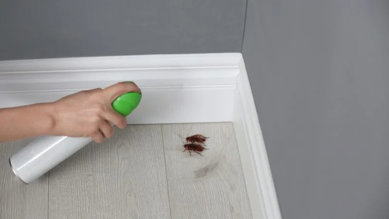 Gián Mỹ Dấu Hiệu Nhận Biết Và Cách Diệt Hiệu Quả Tận Gốc 9 4 cách đuổi gián trong phòng ngủ đơn giản nhất