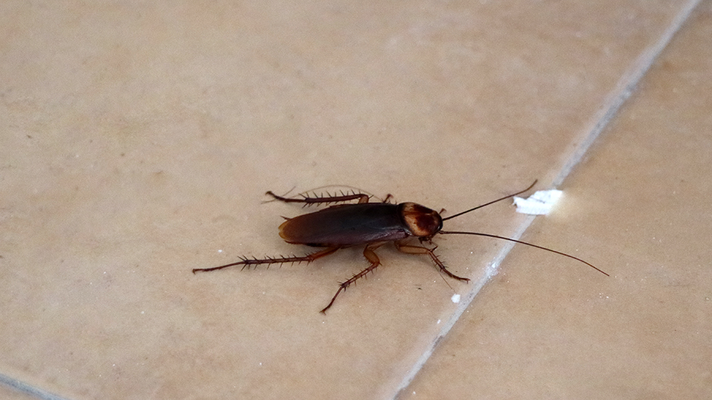 Gián Mỹ Dấu Hiệu Nhận Biết Và Cách Diệt Hiệu Quả Tận Gốc 13 Mẹo vặt: Dễ dàng đuổi gián trong nhà không cần bình xịt