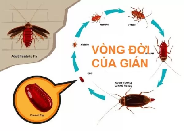 Gián Mỹ Dấu Hiệu Nhận Biết Và Cách Diệt Hiệu Quả Tận Gốc 11 Loài gián sinh sản như thế nào? Sống được bao lâu?