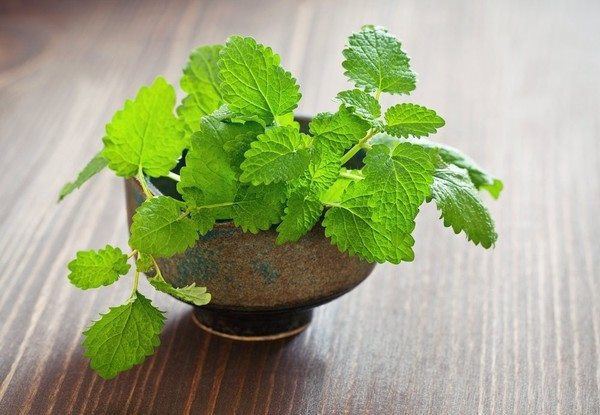 Gián Sợ Mùi Gì Nhất Và 10 Mùi Hương Khiến Gián Tránh Xa 10 Khoa học chứng minh loại lá này đuổi gián mạnh gấp 100 lần bình xịt