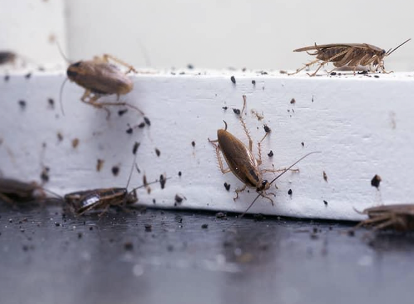 Gián Sợ Mùi Gì Nhất Và 10 Mùi Hương Khiến Gián Tránh Xa 8 10 Phút với cách đuổi gián ra khỏi nhà mẹo không phải ai cũng biết