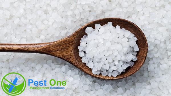 Gián Sợ Mùi Gì Nhất Và 10 Mùi Hương Khiến Gián Tránh Xa 9 Gián sợ mùi gì? Top 10+ mùi hương khiến gián không dám bén mảng vào nhà