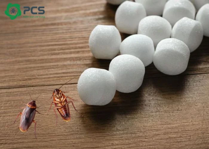 Gián Sợ Mùi Gì Nhất Và 10 Mùi Hương Khiến Gián Tránh Xa 11 Long não có đuổi được gián không?