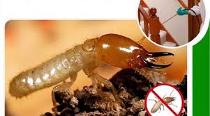 Cách Diệt Mối Trong Tủ Quần Áo Tận Gốc An Toàn Hiệu Quả 10 5 Cách diệt mối tận gốc tại nhà hiệu quả nhất (2019)