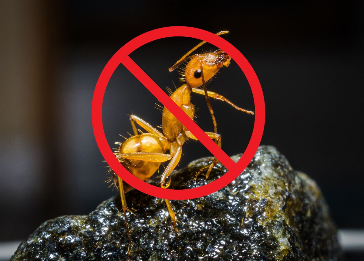 Kiến Có Hại Cho Cây Không Và Cách Diệt Kiến Tận Gốc 9 20+ Cách Đuổi Kiến, Diệt Kiến Ra Khỏi Nhà Nhanh, Hiệu Quả | TIKI