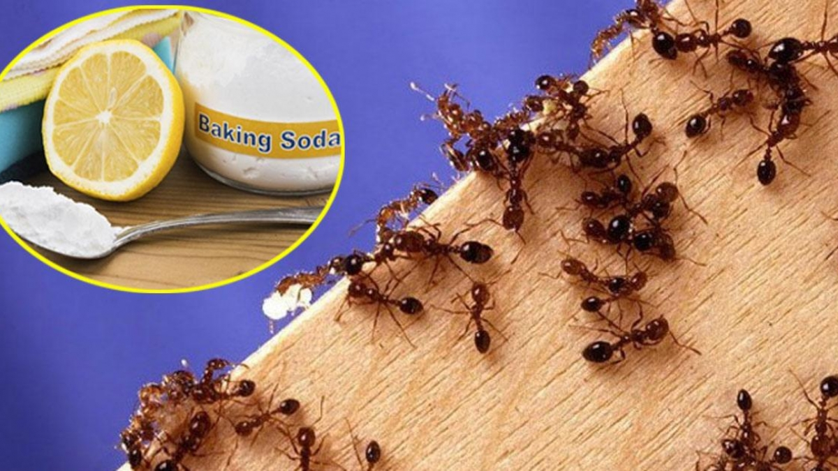 Kiến Có Hại Cho Cây Không Và Cách Diệt Kiến Tận Gốc 8 20+ Cách Đuổi Kiến, Diệt Kiến Ra Khỏi Nhà Nhanh, Hiệu Quả | TIKI