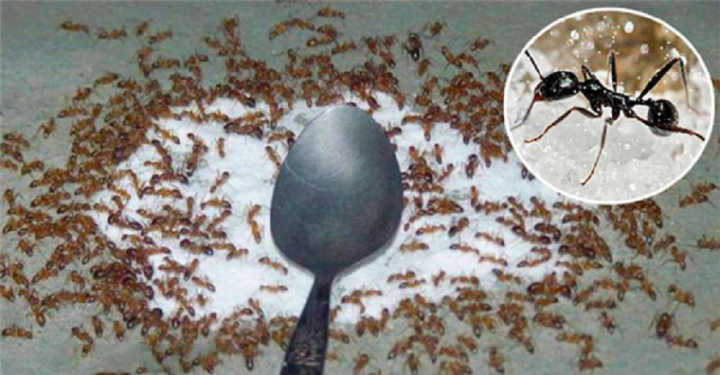 Kiến Đen Tất Cả Thông Tin Và Cách Diệt Tận Gốc Hiệu Quả 11 Mẹo đuổi kiến khỏi lọ đường nhanh chóng, hiệu quả