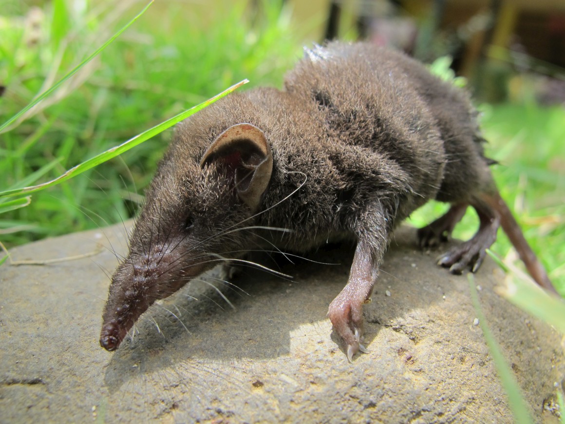 Loài Chuột Chù Có Hại Hay Có Lợi Giải Đáp Từ Chuyên Gia 9 Chuột chù São Tomé - Loài động vật siêu quý hiếm trên thế giới - ASIAPATA VIET NAM