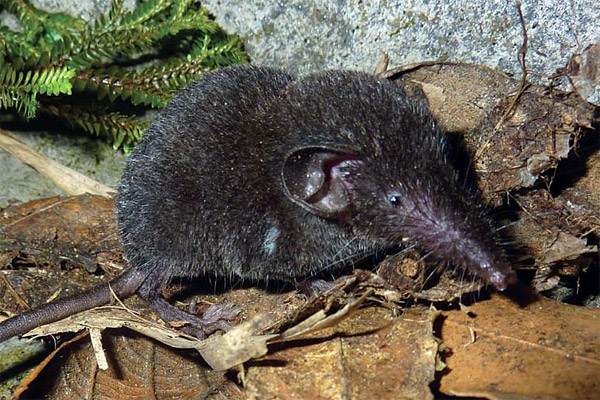 Loài Chuột Chù Có Hại Hay Có Lợi Giải Đáp Từ Chuyên Gia 10 Phát hiện loài chuột chù răng trắng mới ở Việt Nam - ThienNhien.Net | Con người và Thiên nhiên