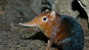 1001 thắc mắc: Vì sao nói Chuột chù nước là loài ăn thịt rất tinh vi? | Báo  điện tử Tiền Phong