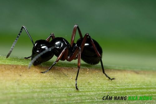 7 Loài Kiến Có Hại Phổ Biến Ở Việt Nam Và Cách Xử Lý 9 Làm thế nào để loại bỏ kiến đen khỏi cây ăn quả?