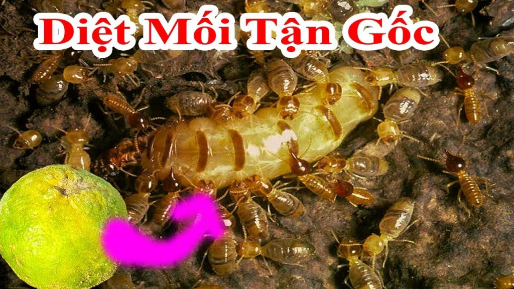 7 Loại Thuốc Diệt Mối Tận Gốc Tốt Nhất Hiện Nay 7 không cần dùng thuốc nhưng mối vẫn chết sạch nếu bạn làm theo cách này, cách diệt mối tận gốc