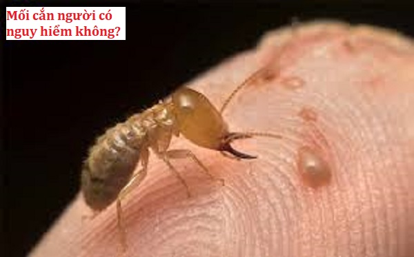 7 Loại Thuốc Diệt Mối Tận Gốc Tốt Nhất Hiện Nay 10 Diệt mối nhà Coptotermes Formosanus Shiraki tại Hà Nội