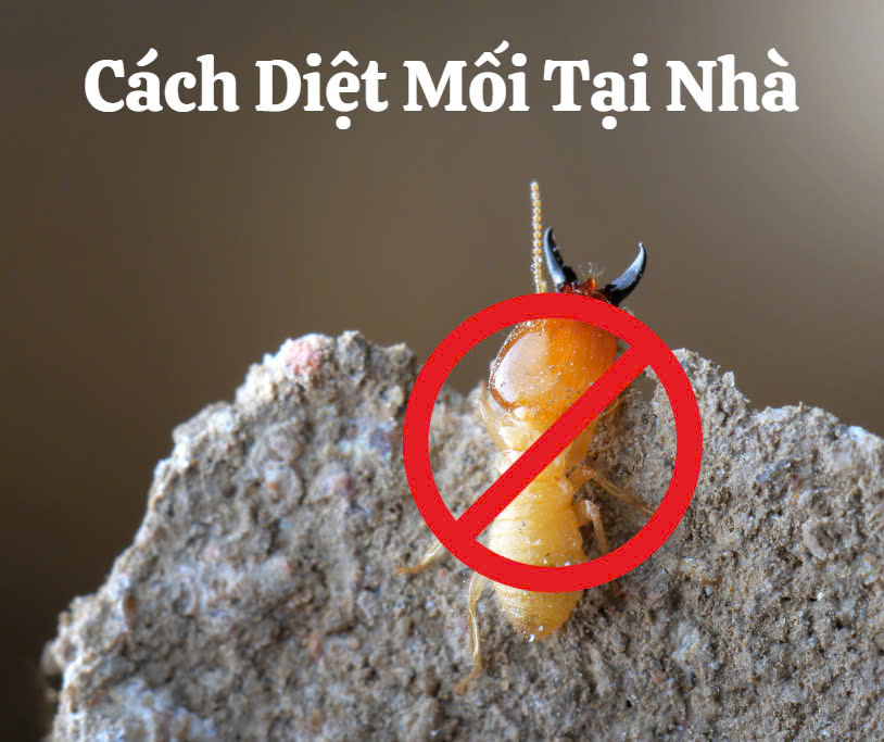 7 Lưu Ý An Toàn Khi Sử Dụng Thuốc Diệt Mối Tại Nhà 4 Bật Mí Top Những Cách Diệt Mối Tại Nhà Cho Đồ Nội Thất Gỗ