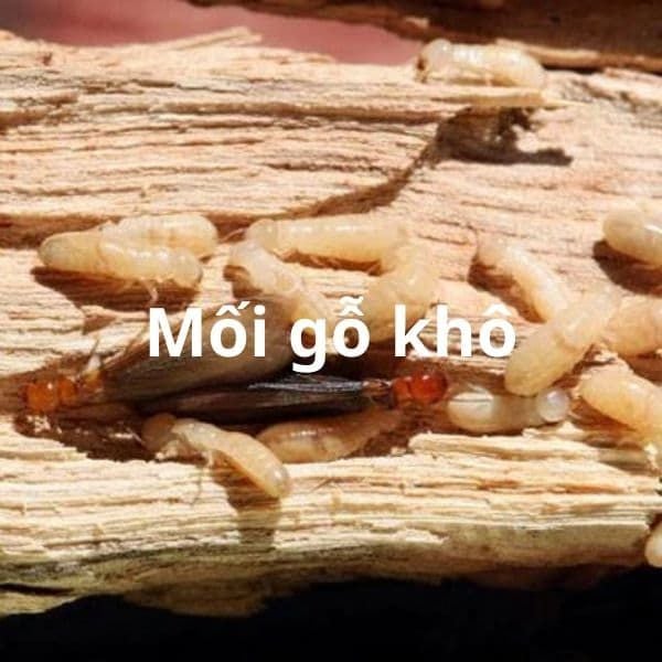 7 Lưu Ý An Toàn Khi Sử Dụng Thuốc Diệt Mối Tại Nhà 5 Dịch vụ diệt mối – Công Ty TNHH Diệt Mối và Khử Trùng Hà Nội