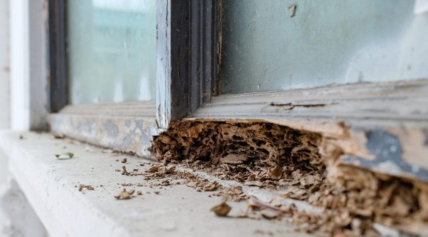 Mối cánh: Những mối nguy hiểm mà chúng mang lại hiện nay