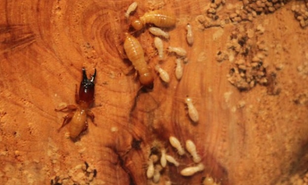 Cách diệt mối gỗ khô tận gốc - Diệt Mối Thành Công