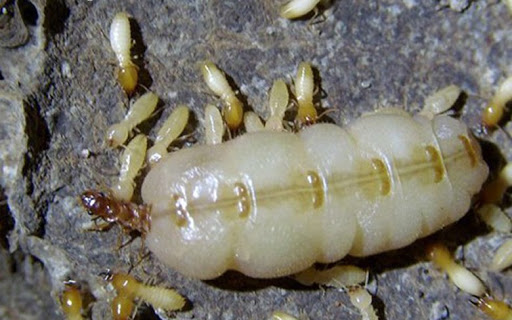 Tổ Mối Trong Nhà Báo Hiệu Điềm Gì ? - Diệt Mối Tận Gốc